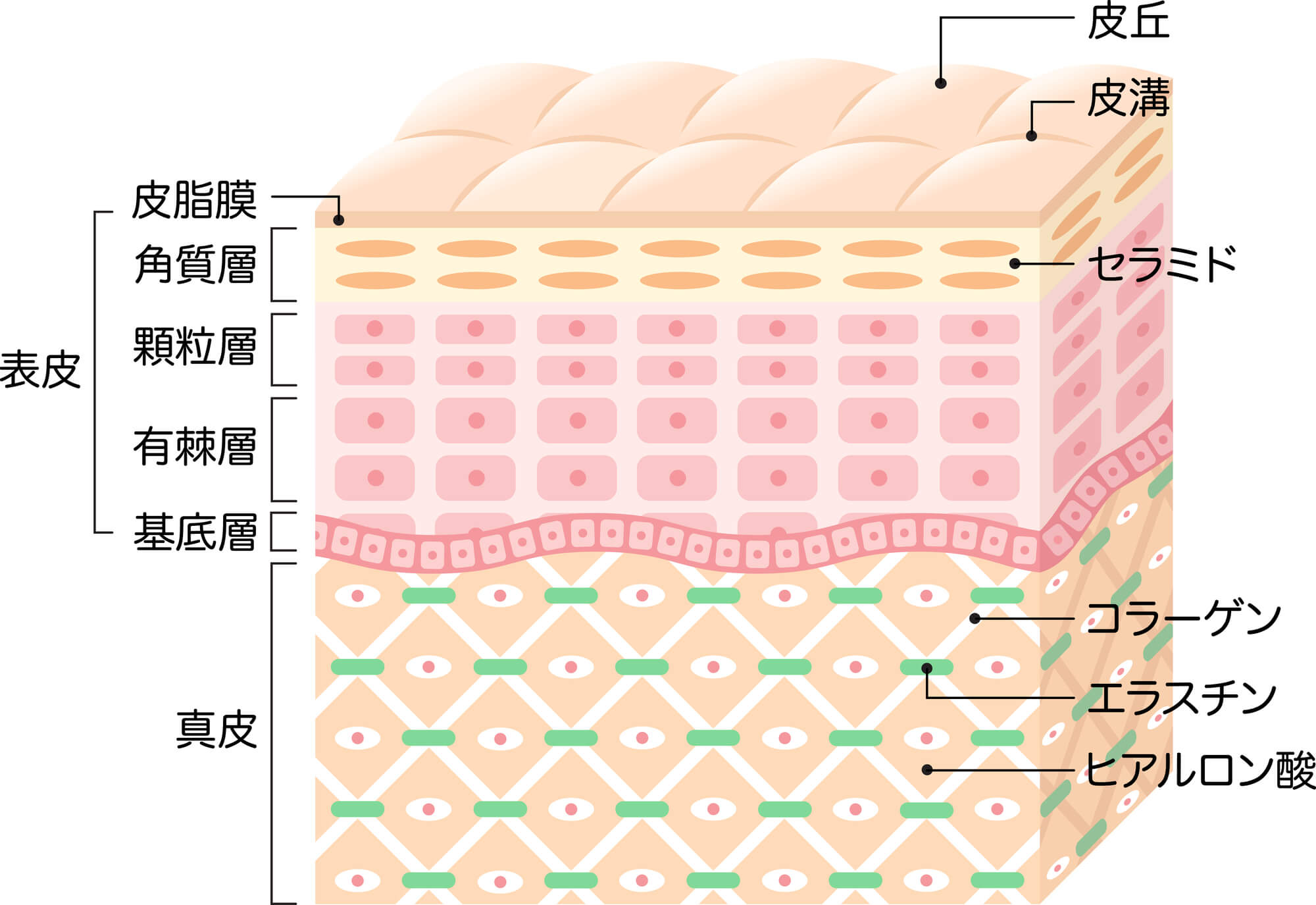 頬の皮膚の厚さと構造イメージ