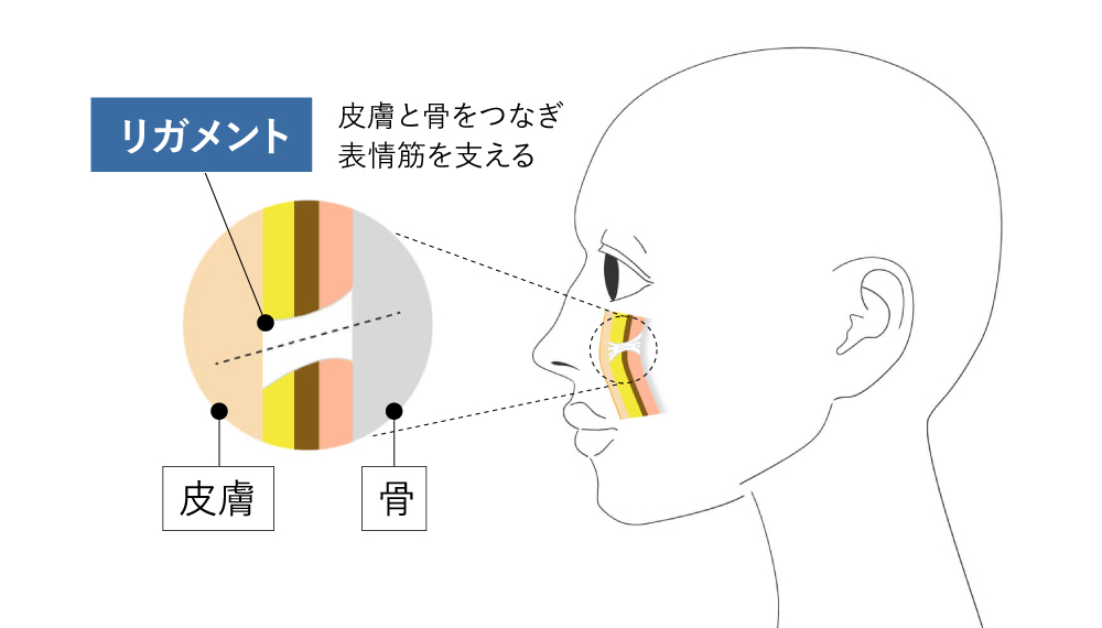 【美容のプロから注目】ほうれい線と深い関係性のある「リガメント」について